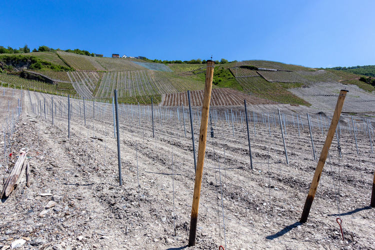 Newly planted vineyard with metal and wooden posts nearby bernkastel-kues on river moselle