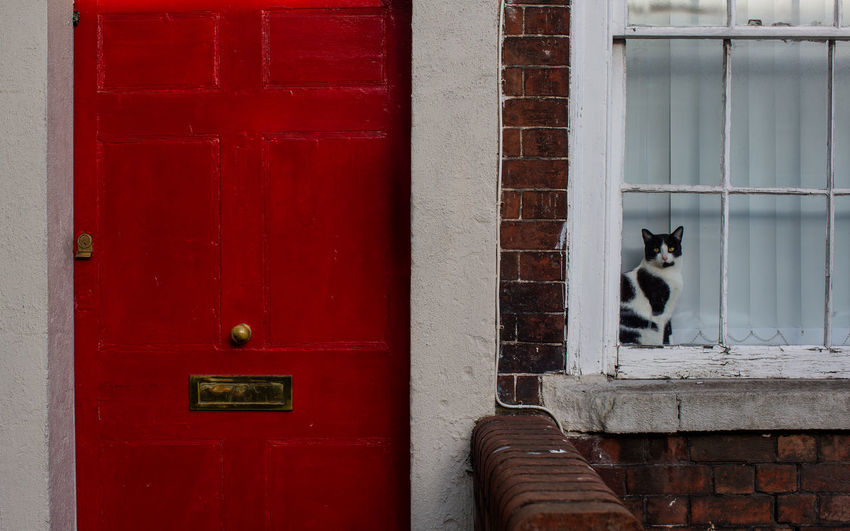 Portrait of cat looking through house window