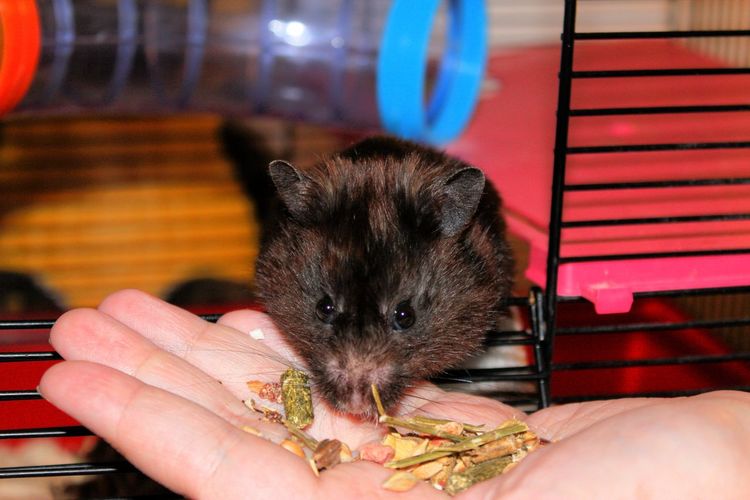 Feeding a black hamster