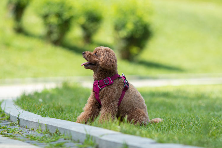 Dog looking away on field