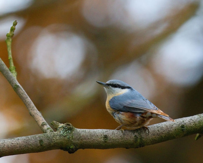 Close-up of bird perching on branch,nuthatch
