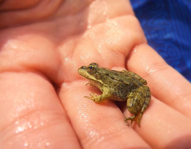 Cropped image of person holding frog