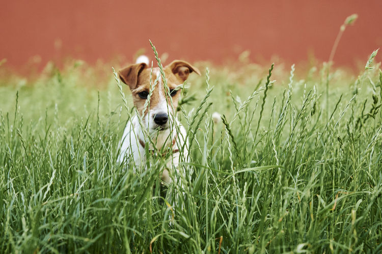 Dog on the grass in a summer day. jack russel terrier puppy looks at camera