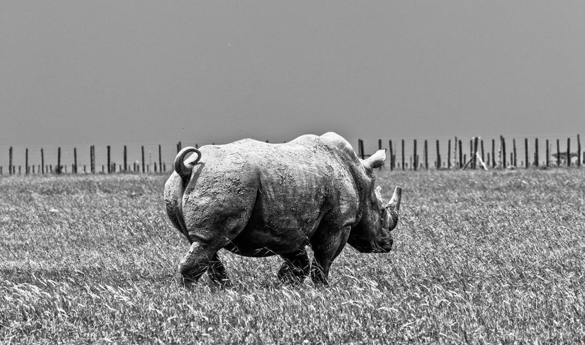 A grunge effect shot of a rhino 