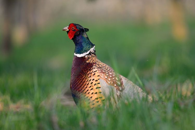 Portrait of a pheasant in a meadow 