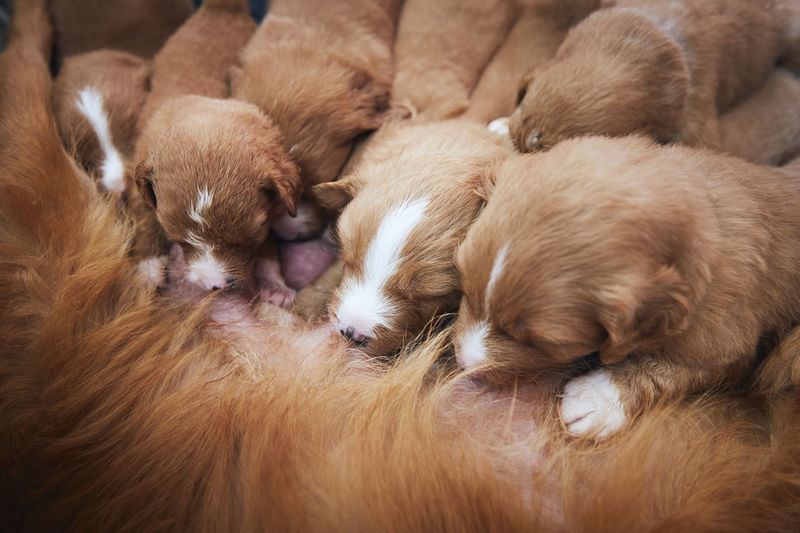 Female dog nursing cute puppies. newborns of nova scotia duck tolling retriever sucking breast milk.