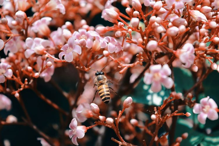 Close-up of insect perching on fresh flowers