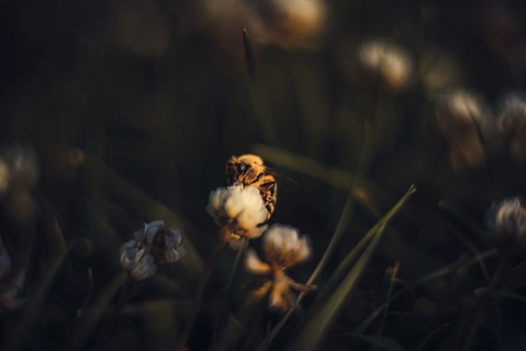 Close-up of honey bee pollinating on flower