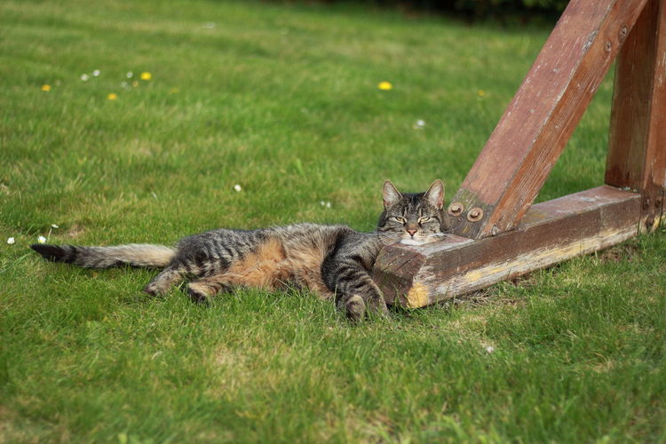 Cat relaxing on field