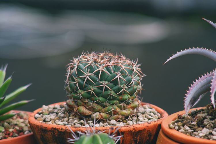 Cactus coryphantha 