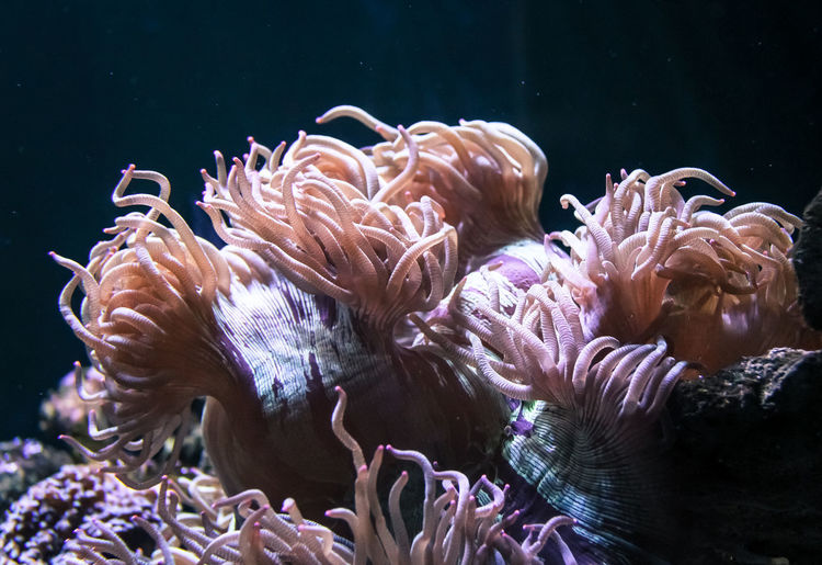 Light shining on beautiful pink sea anemones