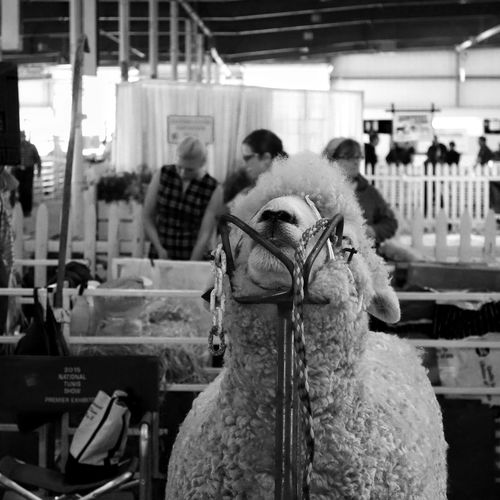 Sheep being sheared