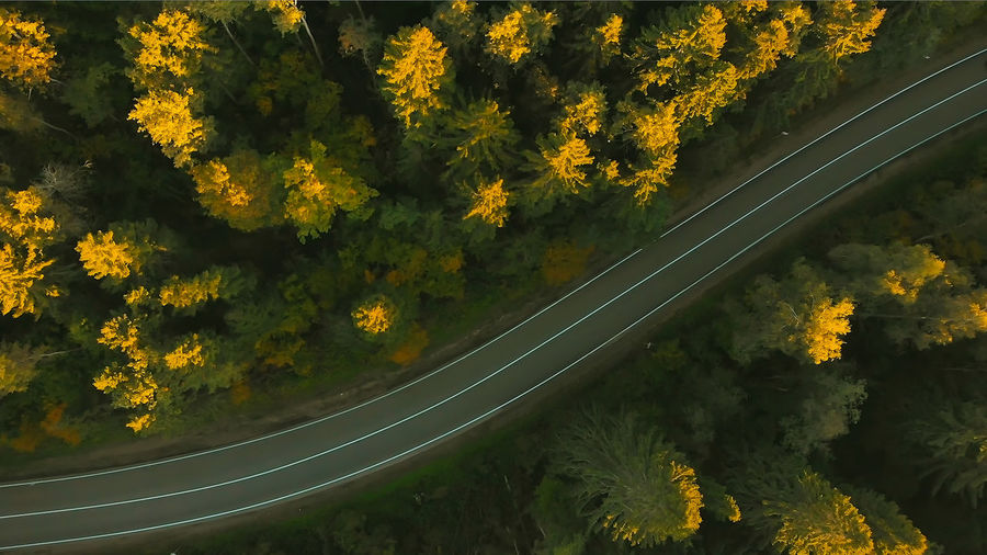 High angle view of yellow flowering plants by road