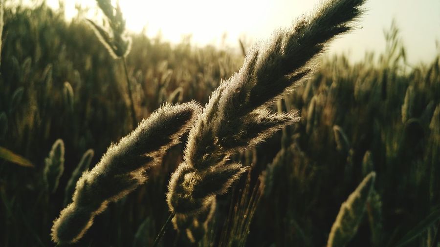 Close-up of grass