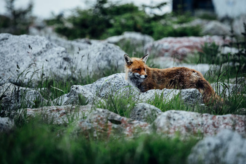 Fox on land