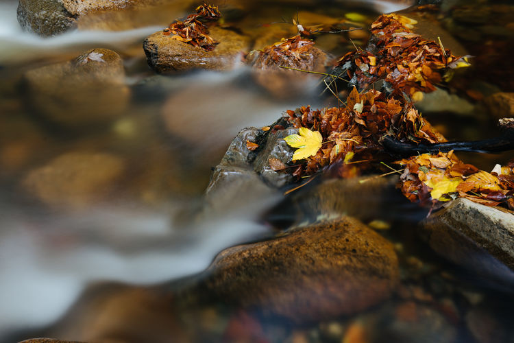 Close-up of water in autumn