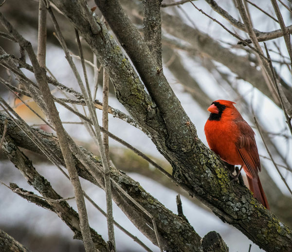 Close-up of northern cardinal on tree