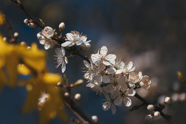 Close-up of cherry blossom