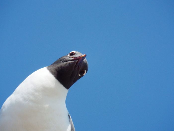 Low angle view of black-headed gull against clear blue sky