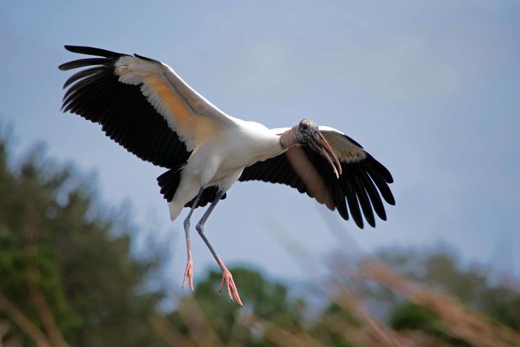 Low angle view of ibis flying against sky