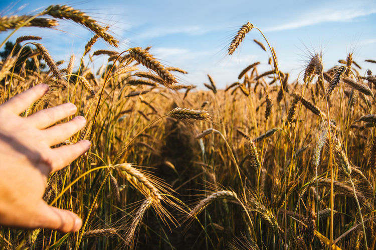 Cropped image of hand touching wheat plant