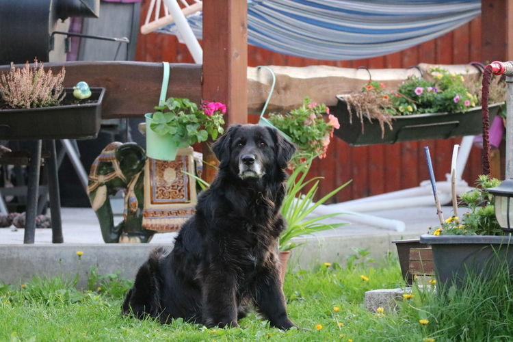 Portrait of dog sitting in yard
