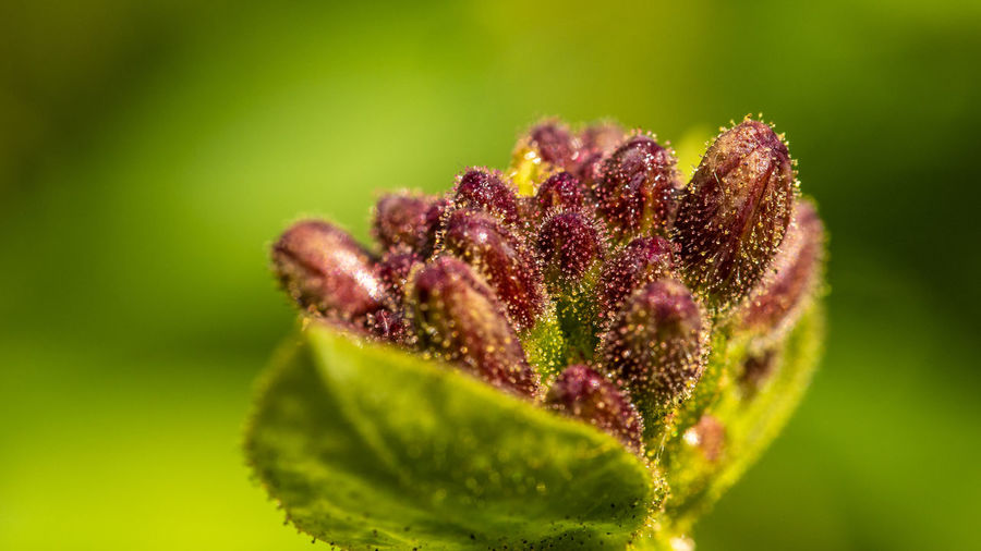 Close-up of purple flowering plant