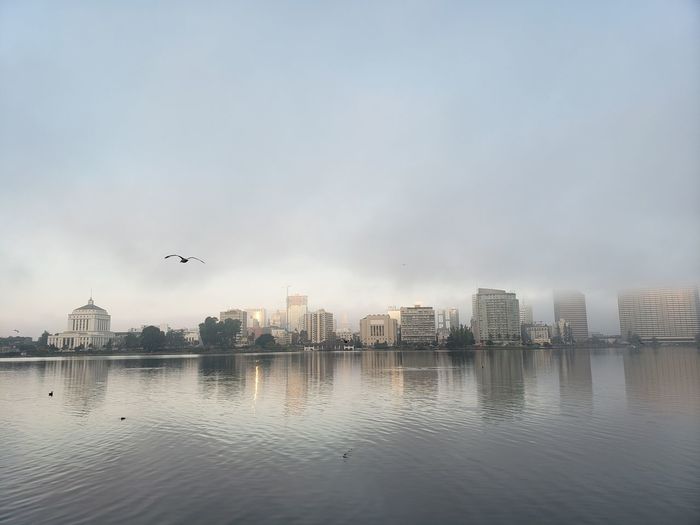 Birds flying over buildings in city