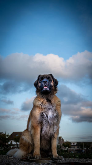 Portrait of dog sitting against sky