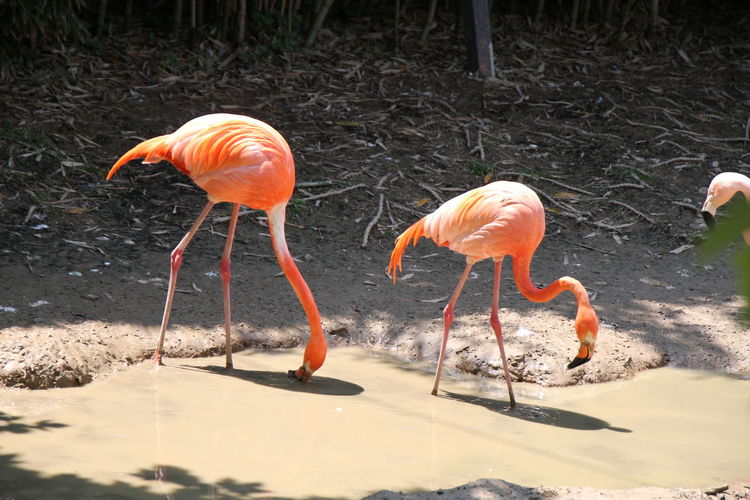 Flamingoes in pond at zoo