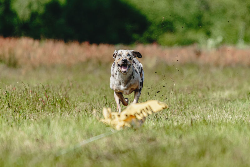 Dog running in green field and chasing lure at full speed on coursing competition straight on camera