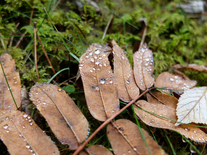Close-up of raindrops on dry leaves on field