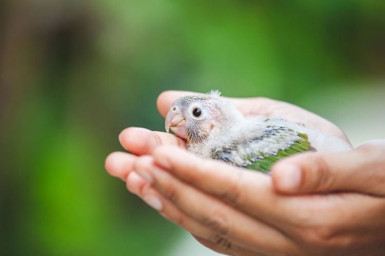 Close-up of hand holding small bird
