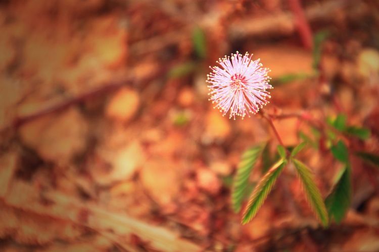 High angle view of mimosa pudica blooming on field