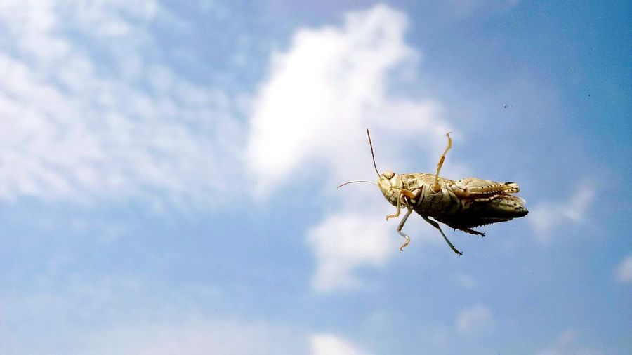 Low angle view of insect against sky