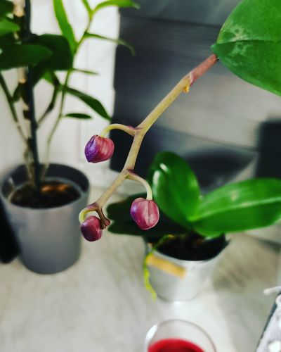 Close-up of potted plant in vase