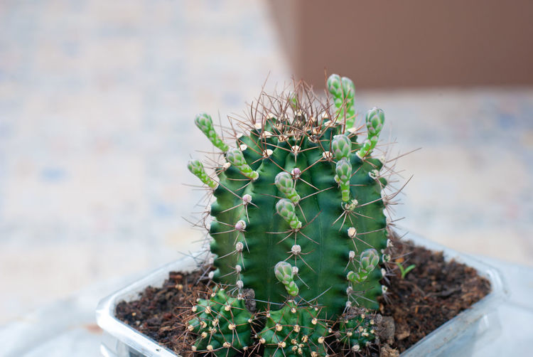 High angle view of small cactus plant in pot