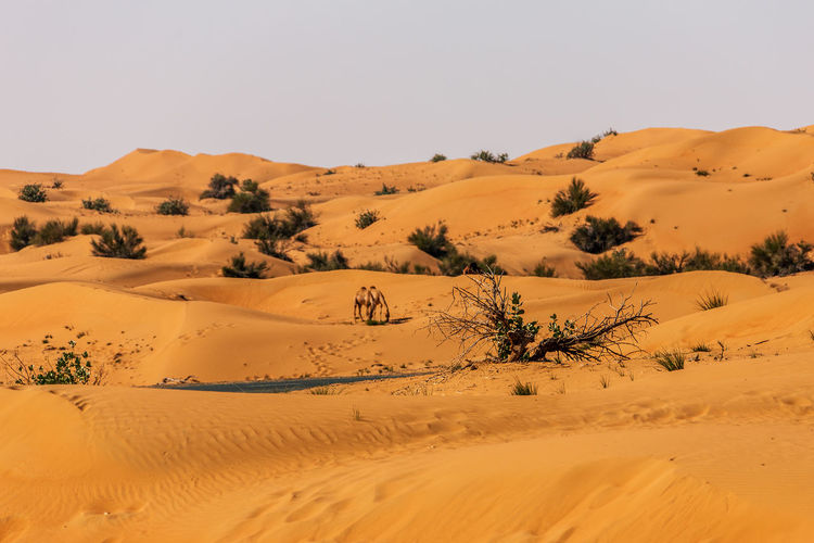 Dromedaries in the great arabian desert, dubai.