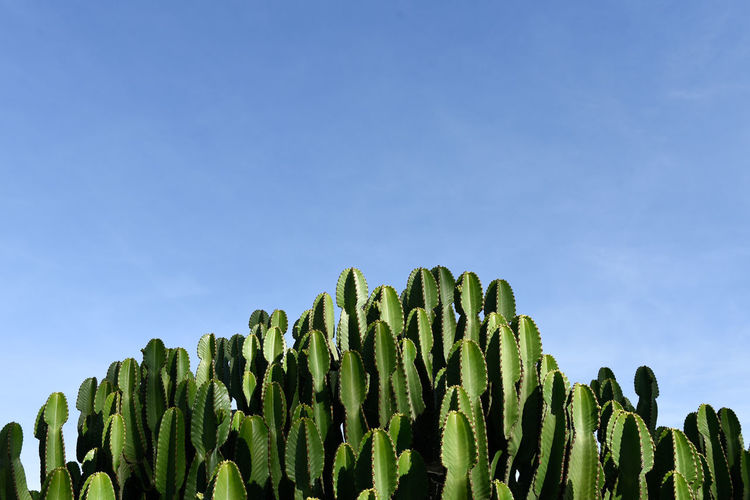 Low angle view of cactus against blue sky