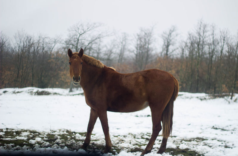 Brown horse in profile in the snow looking at camera
