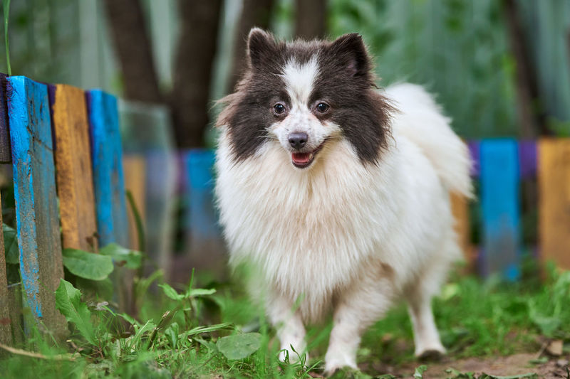 Pomeranian spitz dog in garden. cute pomeranian puppy on walk, white black color. spitz pom dog