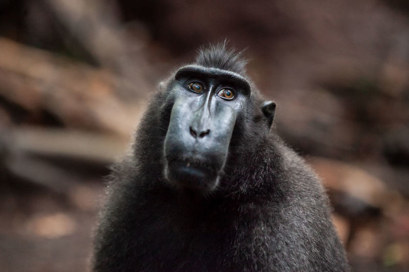 Close-up portrait of gorilla outdoors