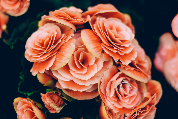 Close-up of orange roses