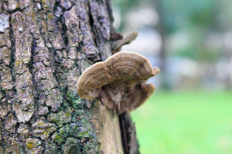 Close-up of a brown mushroom growing on tree trunk