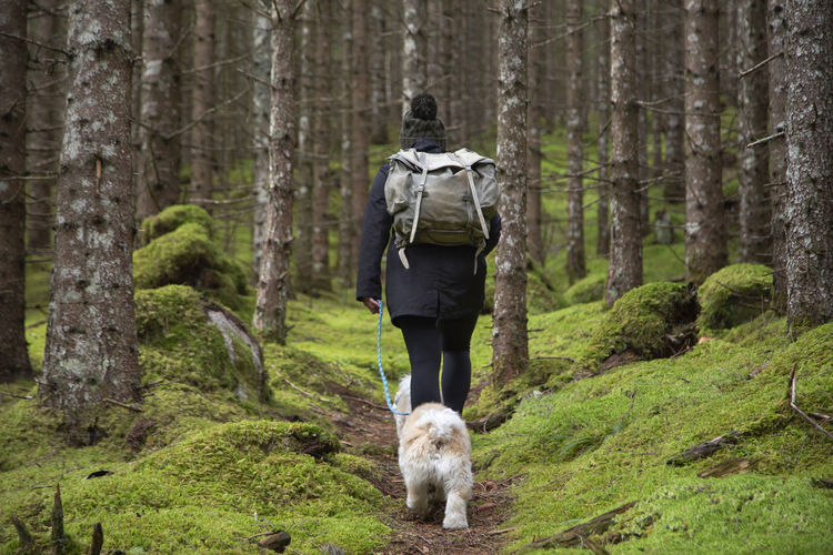A person walking along a mossy trail in a dense pine forest with dogs