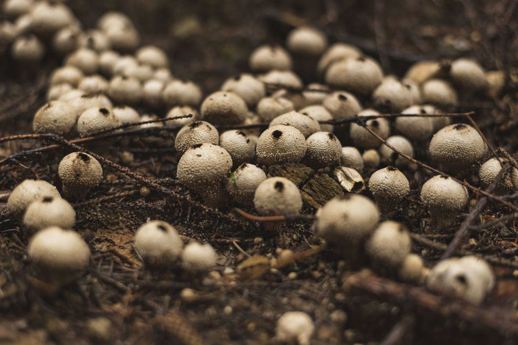 Common puffball mushrooms in group growing on the forest floor in early autumn