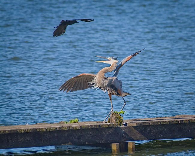 Blue herons flying over lake