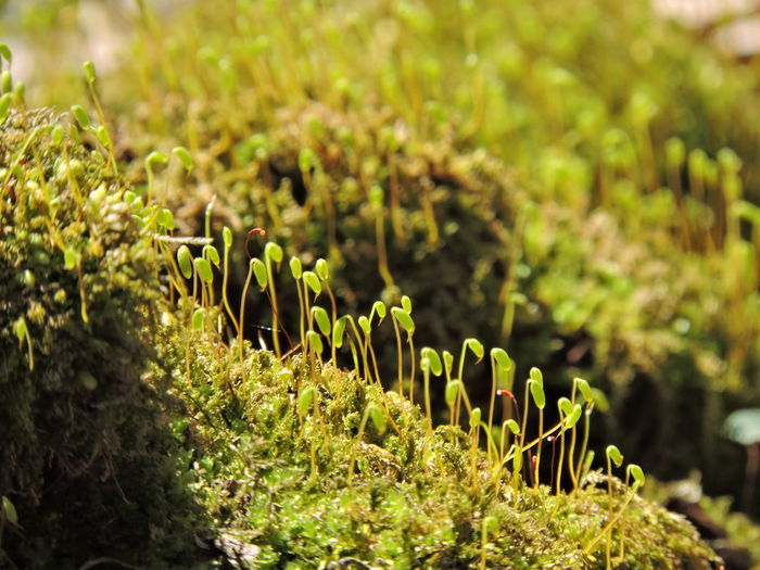 Close-up of plants growing in forest