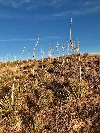 Yucca growing on field against sky