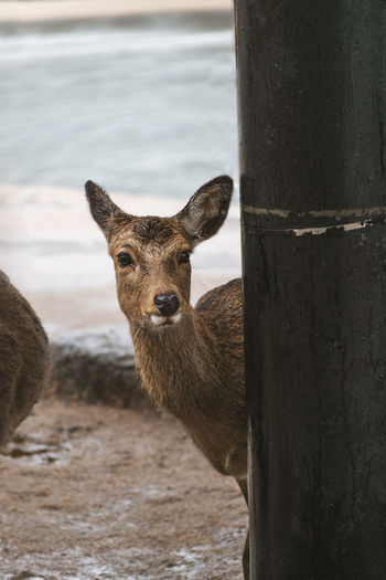 Deer standing at beach